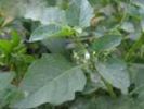 	Solanum Nigrum Extract  